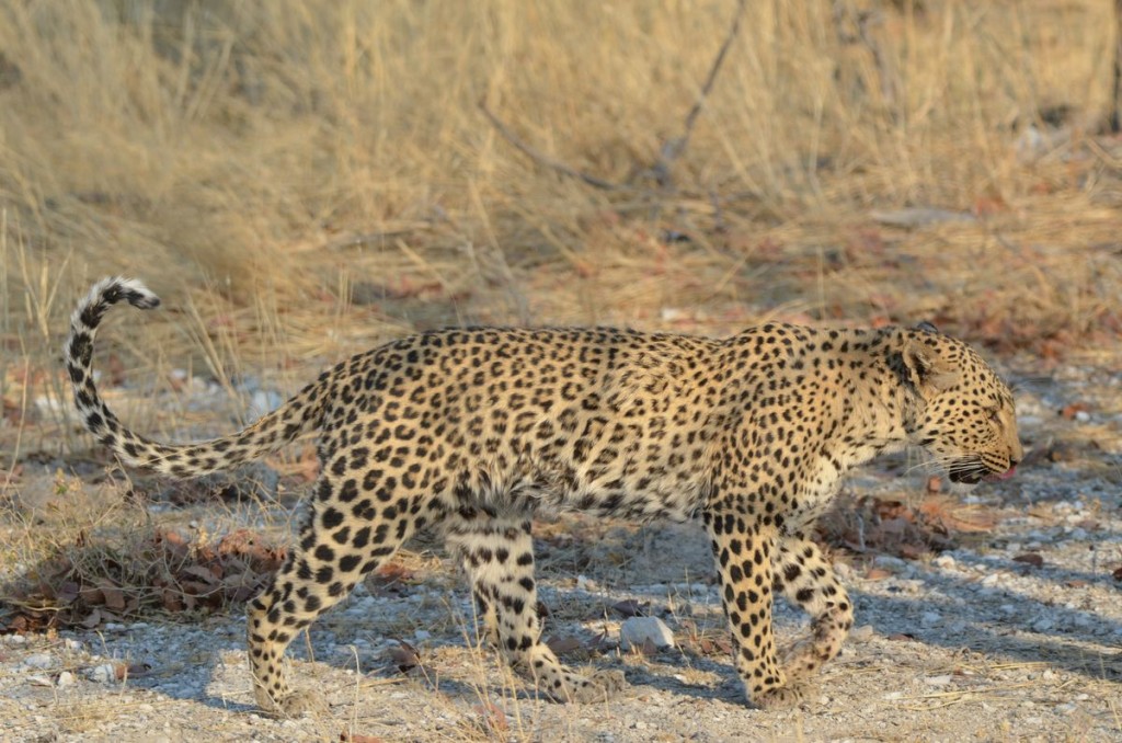 Leopard
