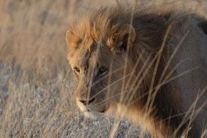 Lion of Etosha