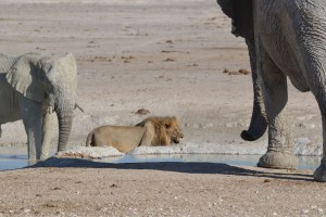 Who is king of the savannah?