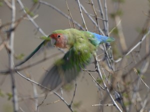 Lovebird at Erongo