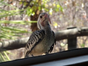 Demented hornbill
