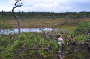 Soomaa bog