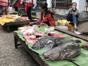 Catfish