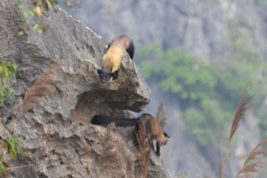 Yellow-throated martens