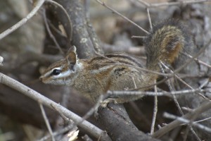 Merriam's chipmunk