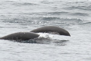 Northern right whale dolphin