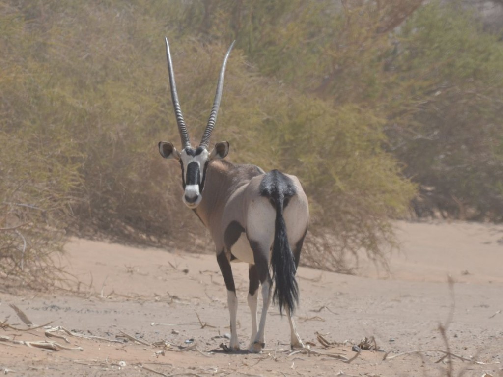 Oryx