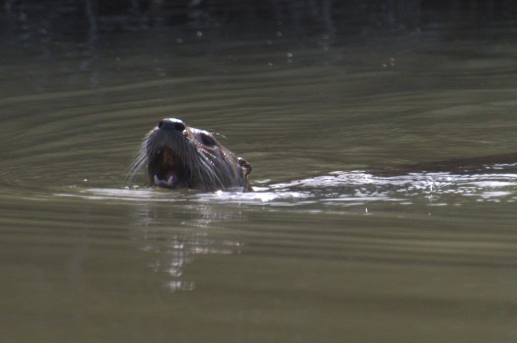 Otter a-fishing