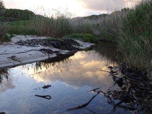 Otter hideaway