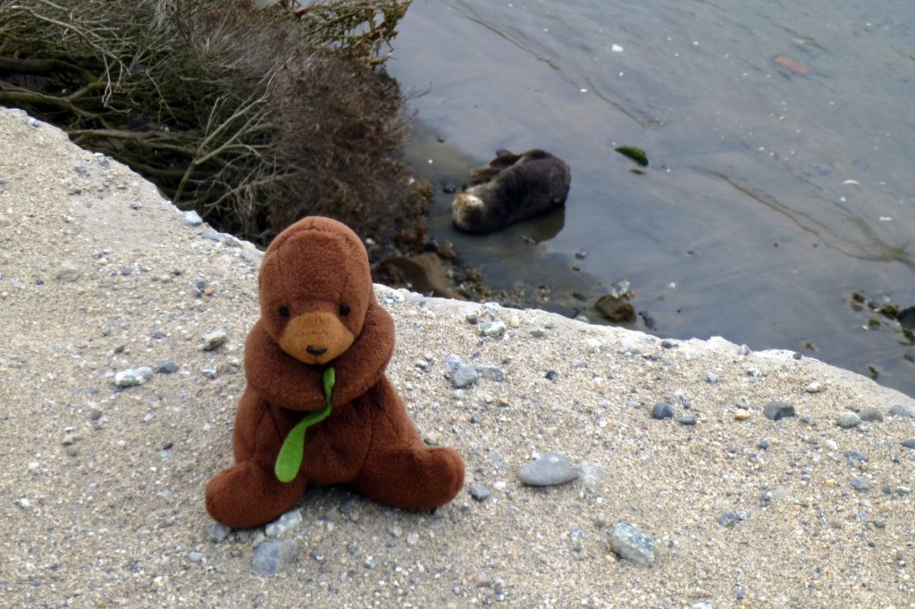 The otter was this close!