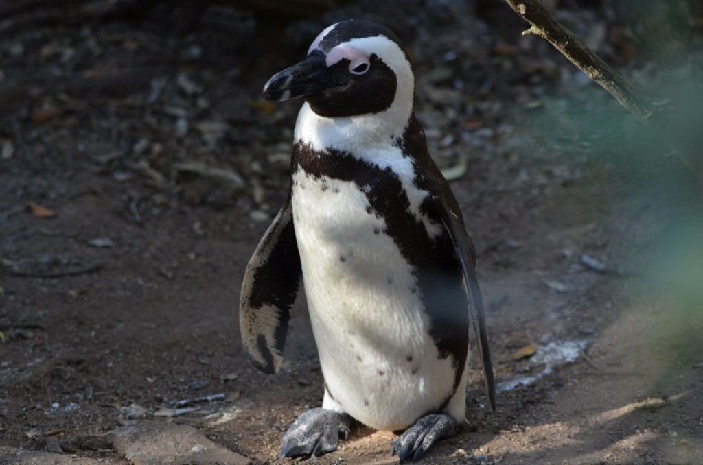 Penguin