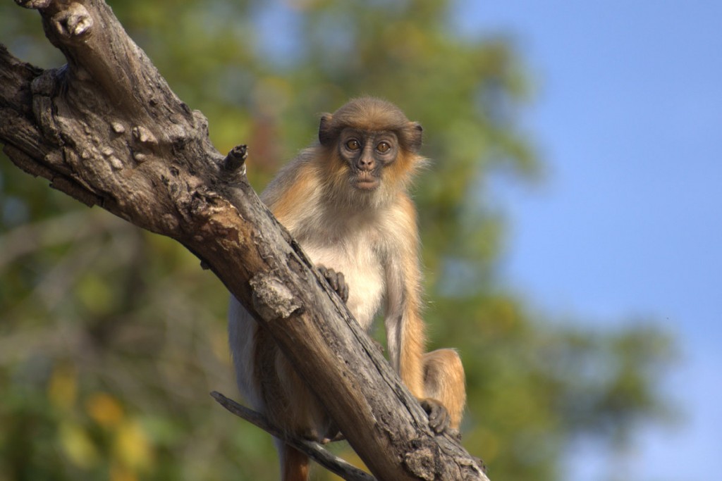 Red colobus