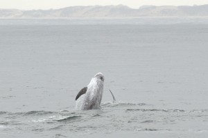 Risso's dolphin leaps