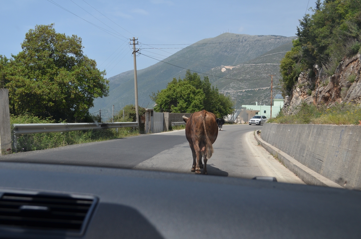 Road cows