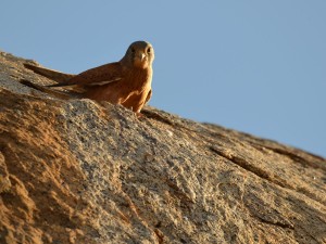 Rock kestrel