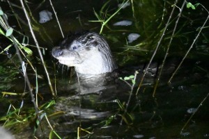 At least an otter