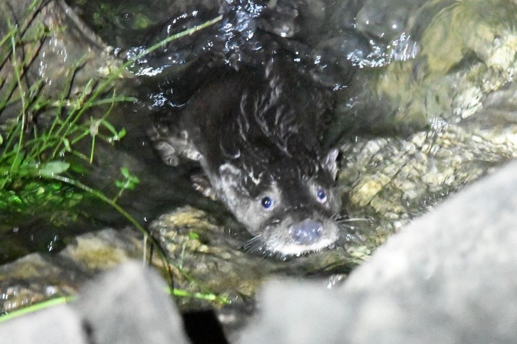 Otter is concerned