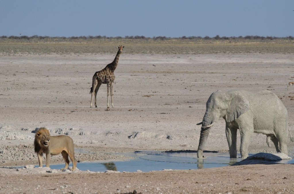 Safari pic!