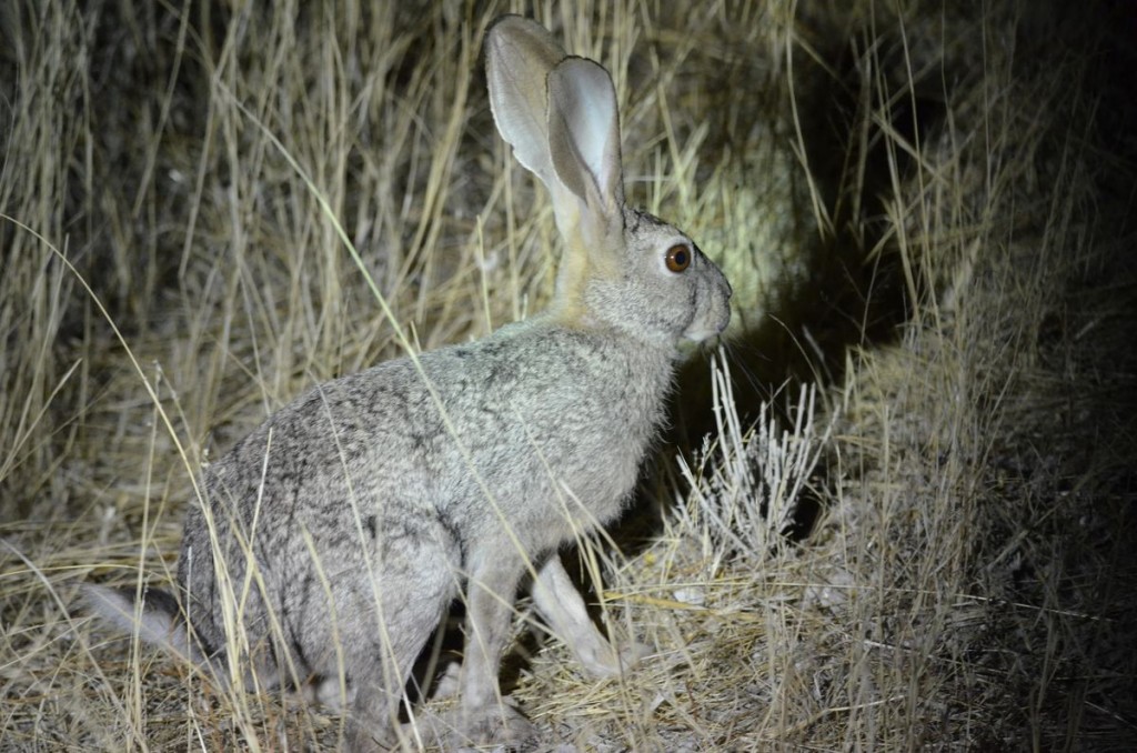 Scrub hare