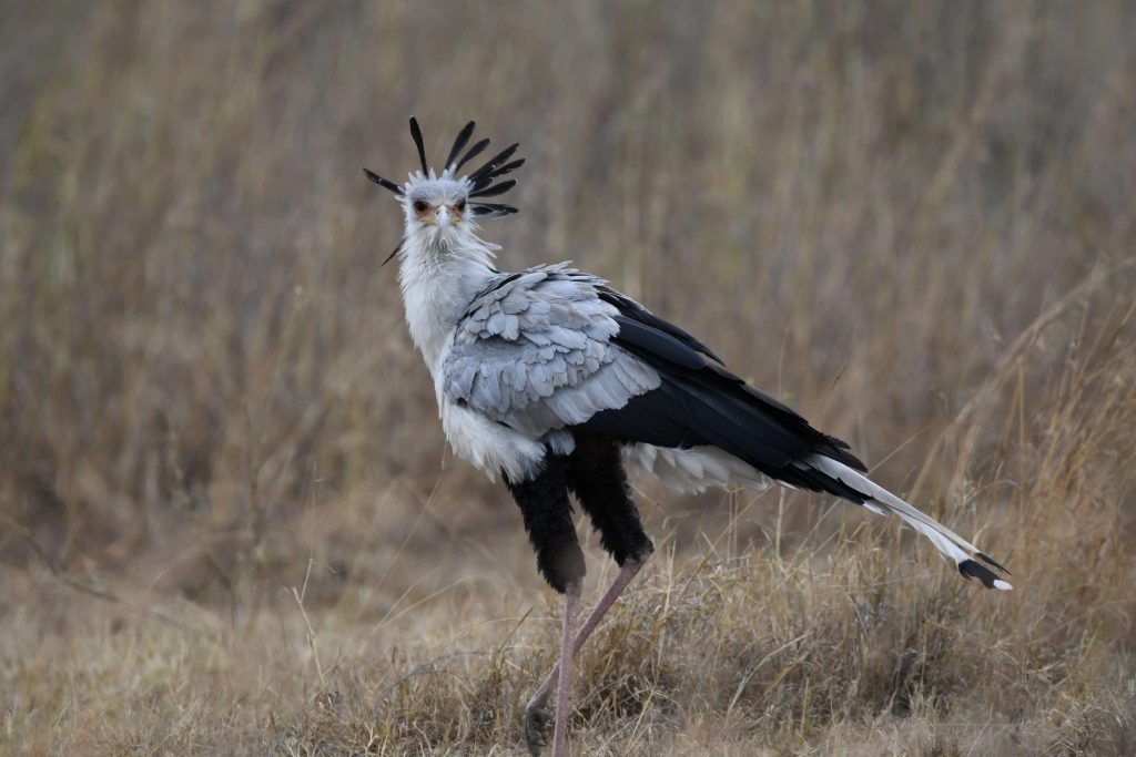 Secretary bird, Nairobi NP