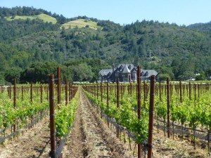 Sonoma wine country