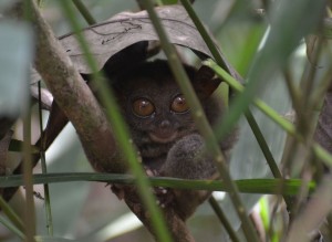 Tarsier!