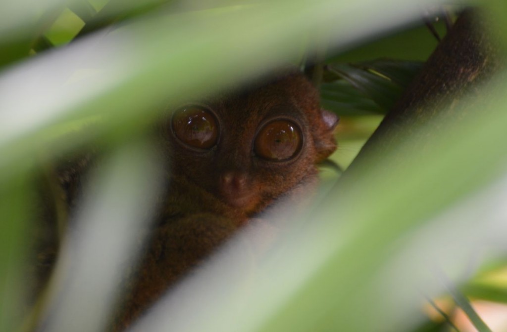 Tarsier eyes