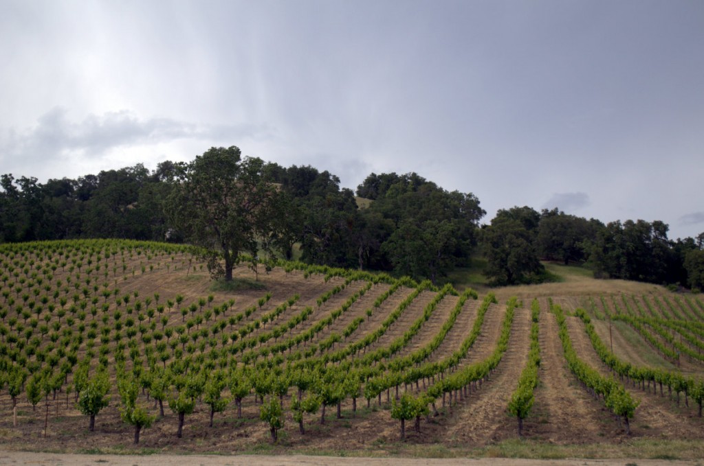 The vines