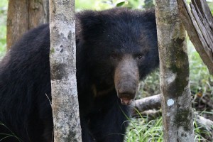 Sloth bear