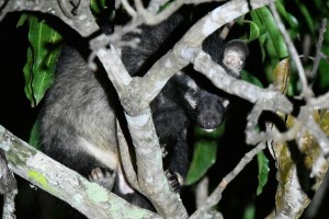 Nocturnal civet