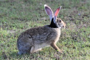 Indian hare