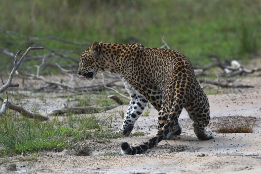 Leopard