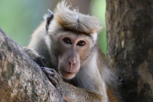 Toque macaque