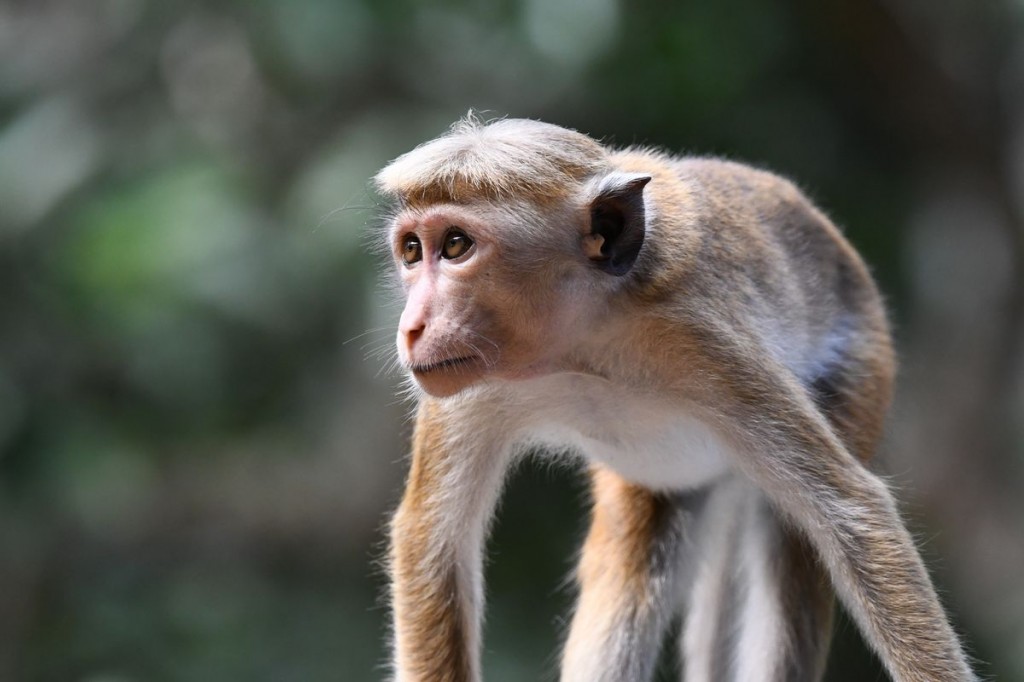 More toque macaque