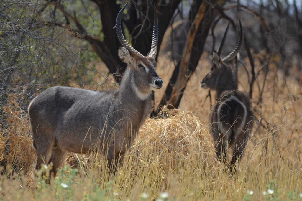 Waterbuck, our last mammal