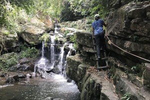 Scrambling in the botanic garden