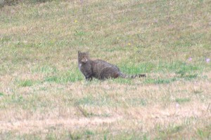 Wildcat