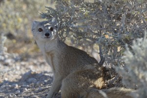 Yellow mongoose - a favourite